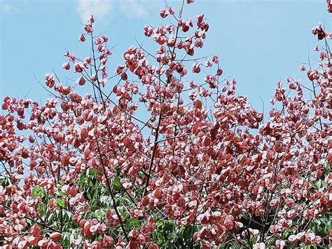 四季開花喬木|觀花喬木 